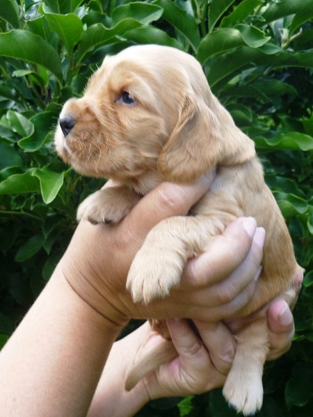 9 - 1.fenka (růžová).JPG